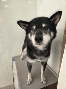 ラッキーくんのトリミング写真