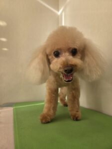 ラムちゃんのトリミング写真