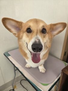 ラルフくんのトリミング写真