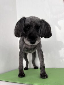 リアンちゃんのトリミング写真