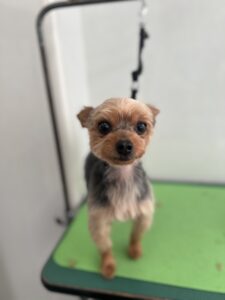 12月19日のわんこたちの写真