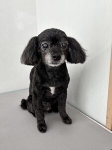 レオくんのトリミング写真