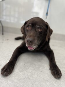 レオくんのトリミング写真