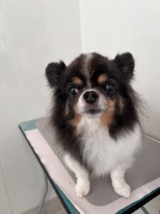 レオくんのトリミング写真