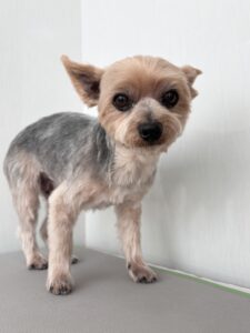 レオくんのトリミング写真