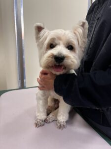 レオンくんのトリミング写真