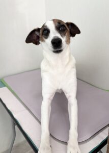 レオンくんのトリミング写真