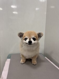 ロミくんのトリミング写真