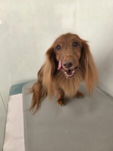 12月13日のわんこたちの写真