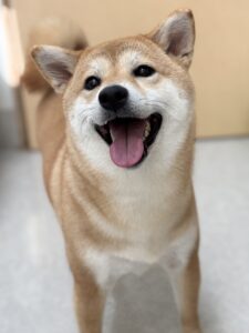 杏(あんず)ちゃんのトリミング写真