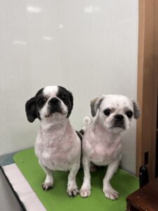 然(ぜん)くん&ここみちゃんのトリミング写真