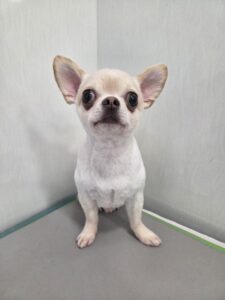 陽(はる)くんのトリミング写真