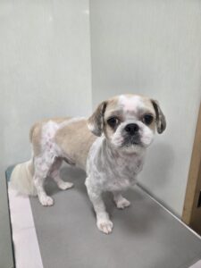 麦(むぎ)くんのトリミング写真