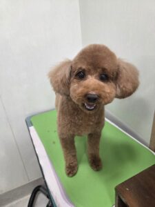 もこくんのトリミング写真