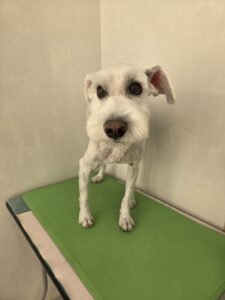 ラテくんのトリミング写真