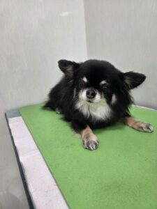 ここちゃんのトリミング写真