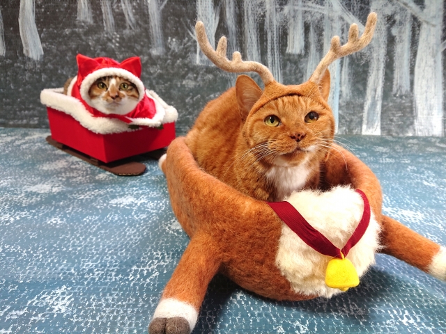 クリスマスに気をつけたいわんちゃん・ねこちゃんの“誤飲”トラブルの画像