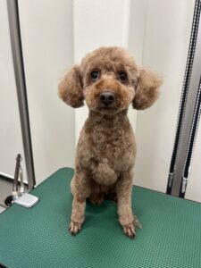 くるみちゃんのトリミング写真