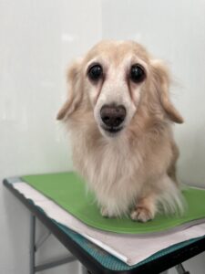 12月23日のわんこたちの写真