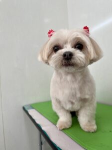 ちゃちゃちゃんのトリミング写真