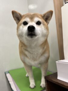 マロンちゃんのトリミング写真