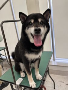 小太郎くんのトリミング写真