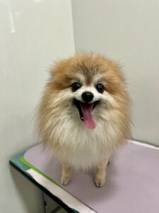 まるくんのトリミング写真