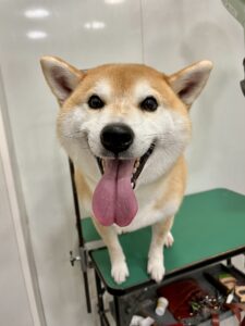 天(てん)くんのトリミング写真