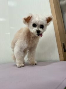 ちゅらちゃんのトリミング写真