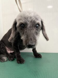 るいちゃんのトリミング写真