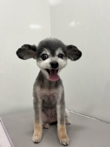 ララちゃんのトリミング写真