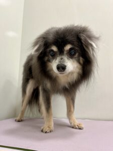 ソラくんのトリミング写真