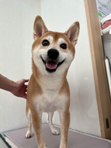 リクくんのトリミング写真