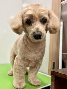 クレアちゃんのトリミング写真