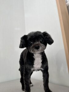 ぷぅちゃんのトリミング写真