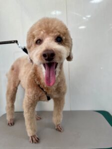 くりおくんのトリミング写真