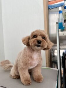 コロンちゃんのトリミング写真