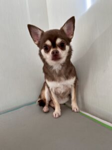 ひなちゃんのトリミング写真