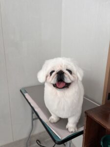 らふぁちゃんのトリミング写真