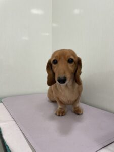 ひめちゃんのトリミング写真