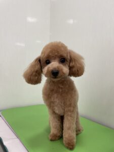 メイちゃんのトリミング写真