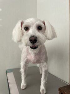 あいちゃんのトリミング写真