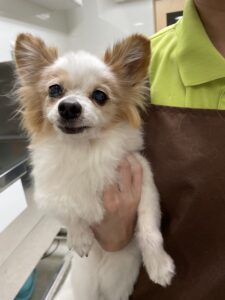 みみちゃんのトリミング写真