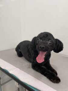 コロくんのトリミング写真