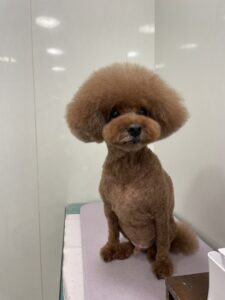 りくくんのトリミング写真