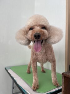 チョコンくんのトリミング写真