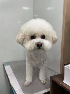 ナナくんのトリミング写真