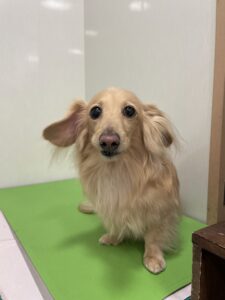 てんくんのトリミング写真