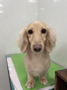 ニコちゃんのトリミング写真