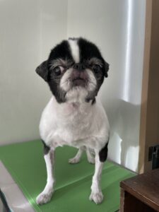 らんちゃんのトリミング写真